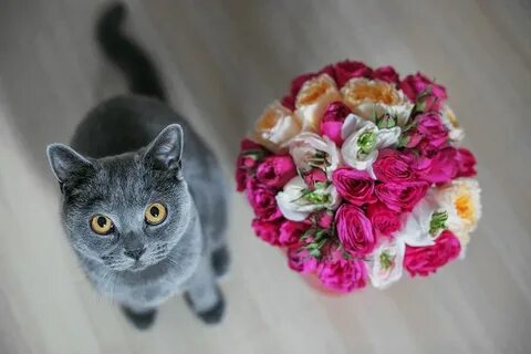 Котик с букетом
