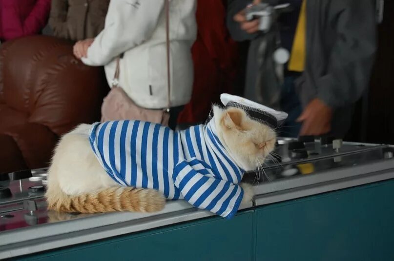 Кот матрос игрушка. Кот моряк. Кот матрос магазин для животных. Кот матрос магазин для животных. Кот в морской форме.