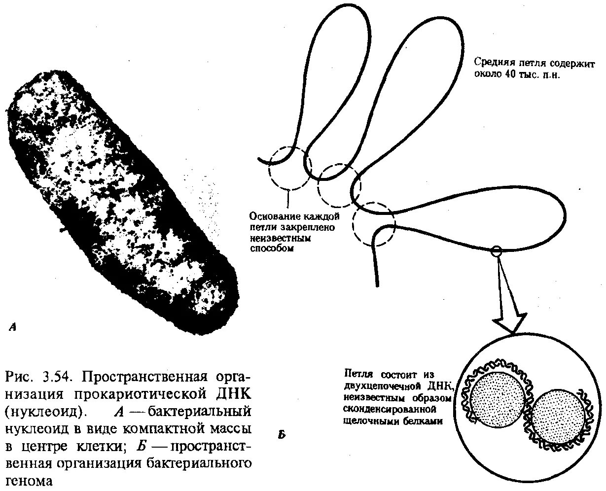 В клетках прокариот днк. Строение хромосомы прокариотической клетки. Прокариотическая клетка организация генетического материала. Строение ДНК бактерий. Строение хромосомы эукариотической клетки.