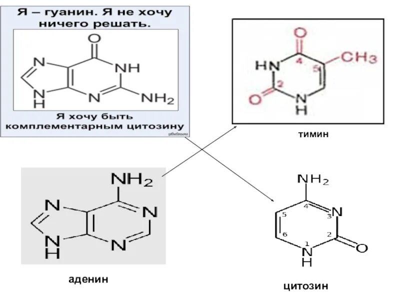 Замена аденина на тимин изменение плоидности клетки. Аденин цитозин Тимин. Формулы аденина Тимина цитозина гуанина. Аденин + Тимин реакция. Аденин и цитозин формула.