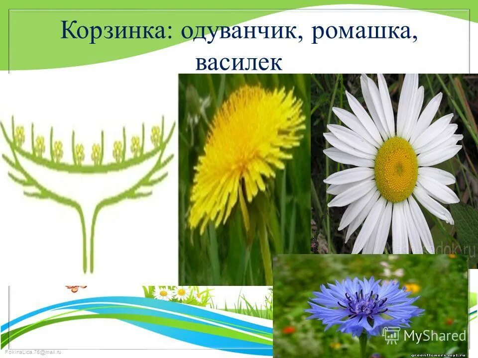 Ромашки и одуванчики. Ромашки одуванчики и божьи коровки. Я ромашка а ты одуванчик. Одуванчик цветок. Одуванчики.