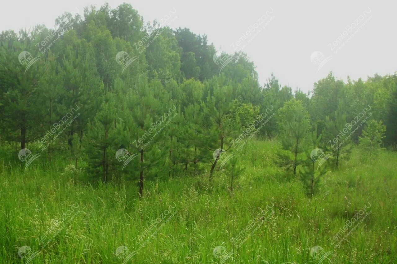 Жк «цветочные поляны» староселье. Синевирская поляна. Солнечная поляна 49. Поляна 31. Гбоу школа 1883 скобелевская улица.