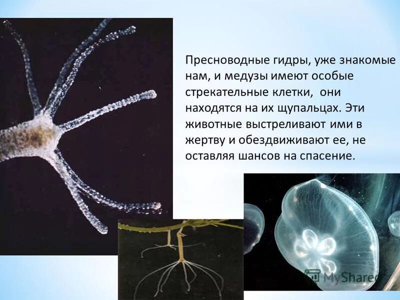 чем питается пресноводная гидра