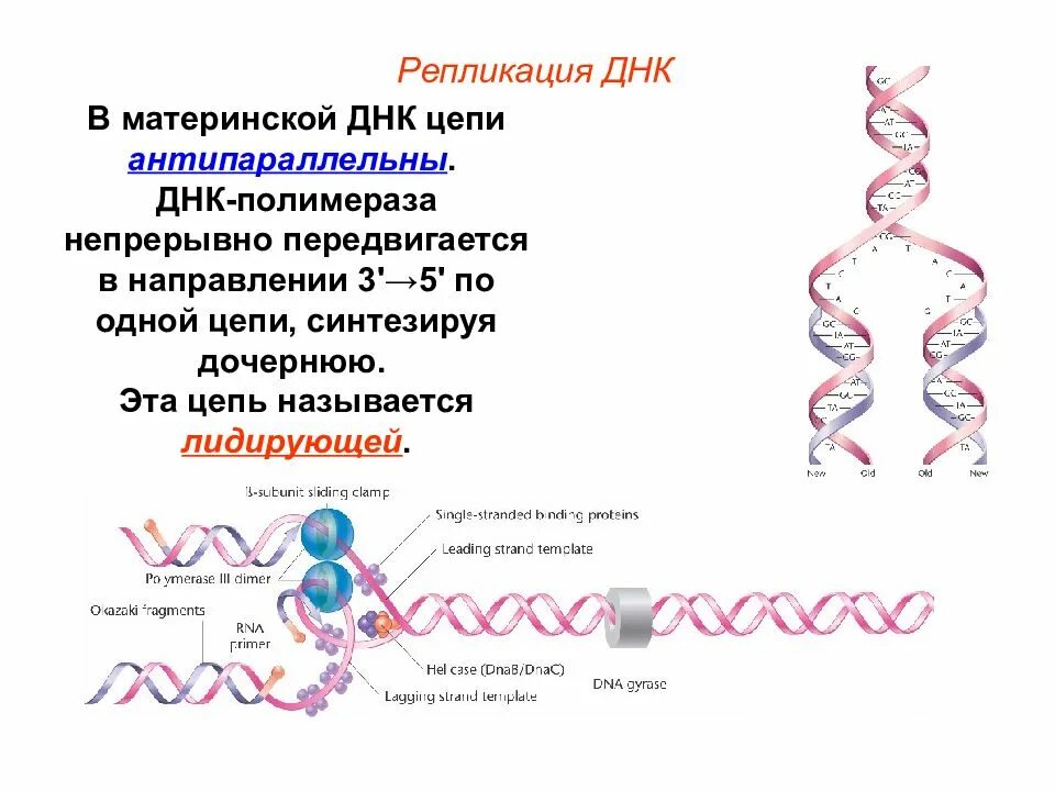 Как называются цепи днк. Цепи ДНК антипараллельны. Материнская ДНК. Материнская и дочерняя ДНК. Репликация материнская и дочерняя цепи.