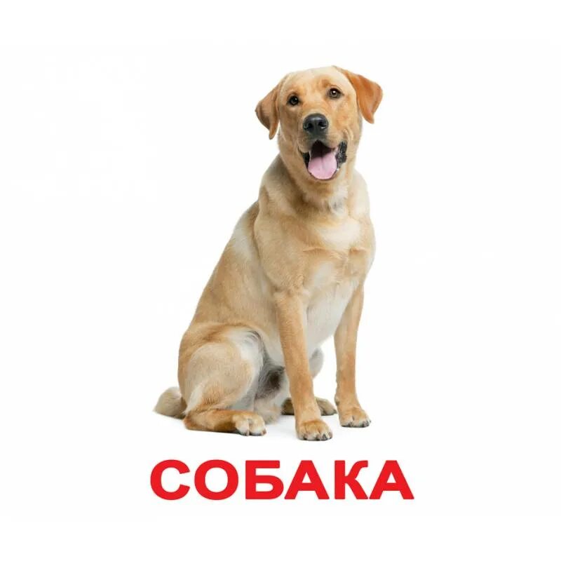 Домашние животные собака картинки для детей Cream Dog cat, Dogs, Puppy wallpaper