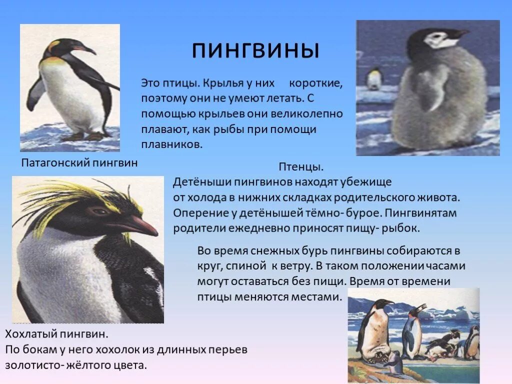 Сведения о пингвинах. Пингвин для детей. Описание пингвина. Доклад про пингвинов. Рассказы про пингвинов для детей