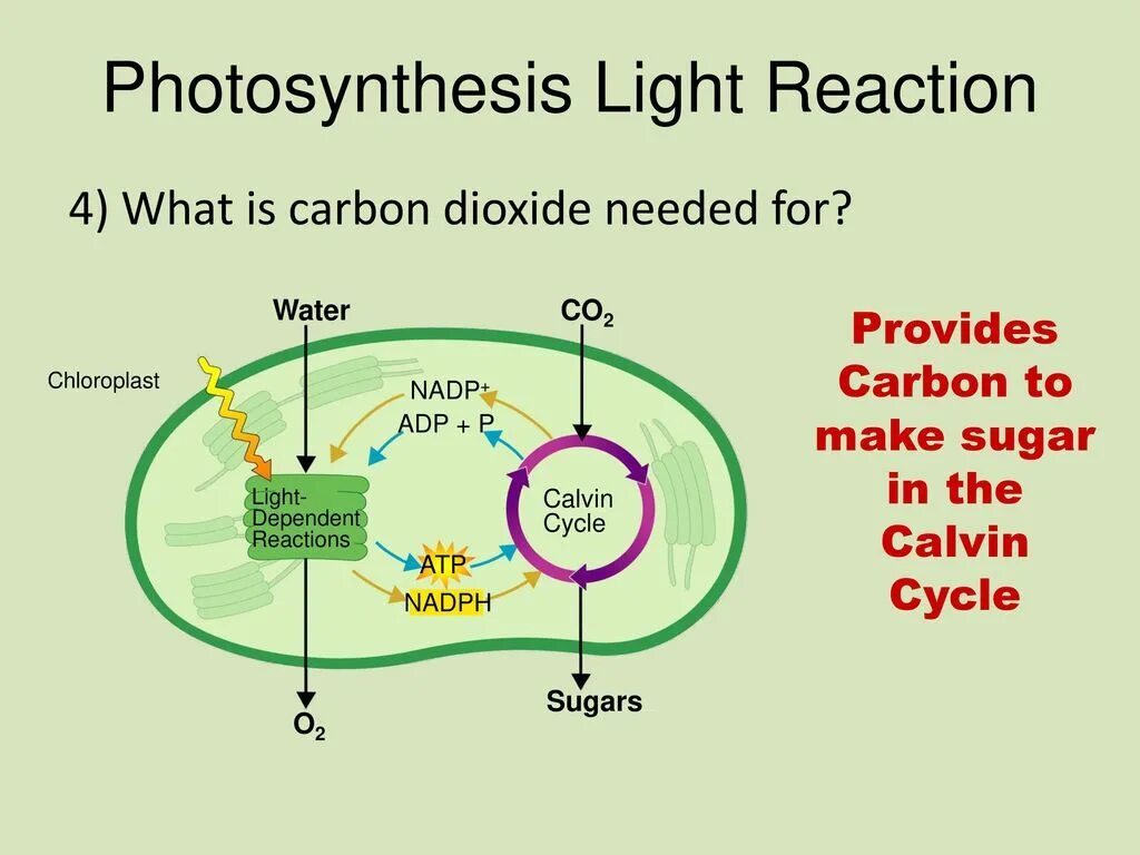 Цикл кальвина в хлоропластах. Кальвин цикл Кальвина. Цикл Кальвина в фотосинтезе. Восстановительный карбоновый цикл Кальвина. Цикл Кальвина фазы цикла.