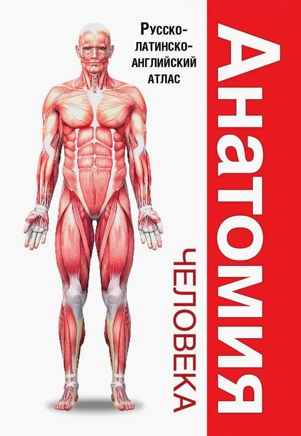 Атлас листать. Атлас анатомии человека. анатомический атлас. атлас человека по анатомии. анатомия человека атла.