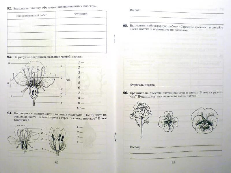 Часть цветка 6 класс впр. Рабочая тетрадь по биологии 6 класс Пасечник цветок. Строение цветка Пасечник 6 класс. Строение цветка 6 класс биология ВПР. Биология 6 класс Пасечник строение цветка тест.