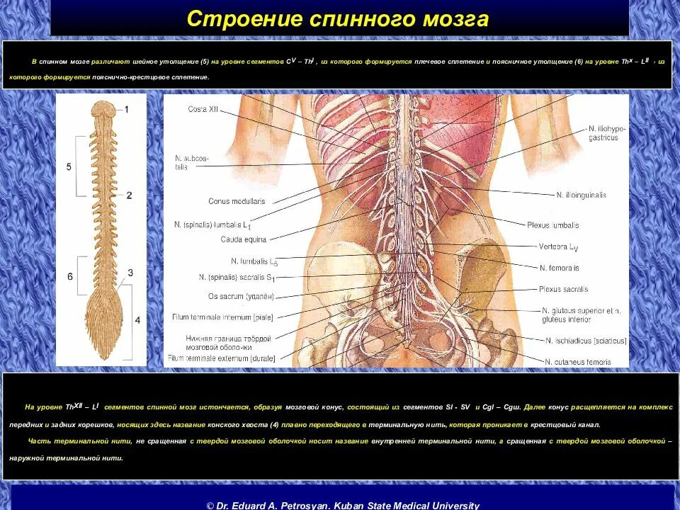 Органы в пояснице. Строение спины. Структура спины. Операции на позвоночнике и спинном мозге.