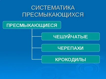 Пресмыкающиеся систематические группы