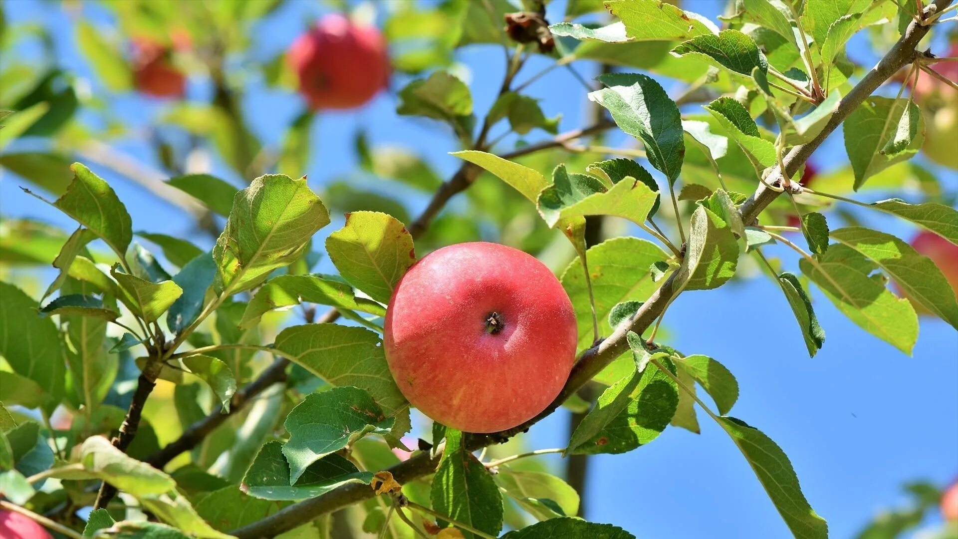 Яблоня "Рождественское" (Malus domestica). Пинк леди яблоки дерево. Яблоки на дереве. Яблоня с яблоками. Дерево яблоня молодая