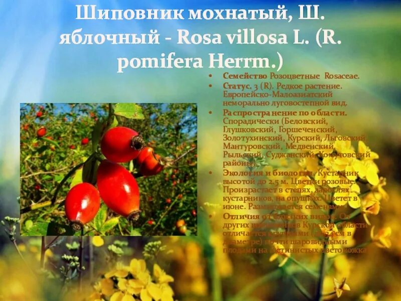 Шиповник дикорастущий