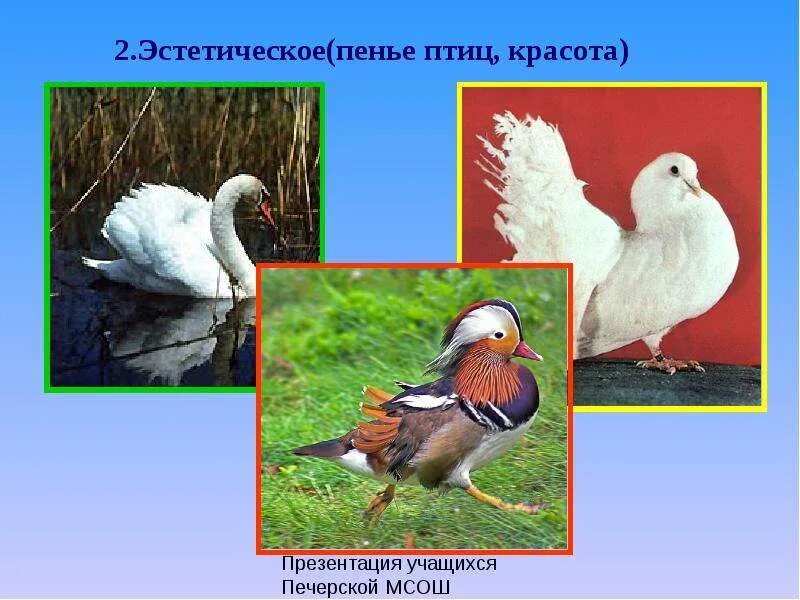Роль домашних птиц в жизни человека. Птицы в жизни человека. Значение домашних птиц в жизни человека. Роль домашних птицы в природе.