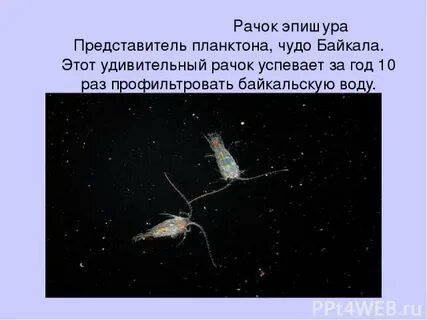 Рачок входящий в состав планктона 5