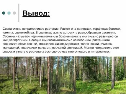 Какие сосны растут в лесу