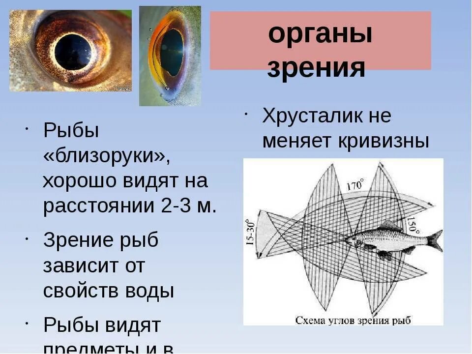 Зрение рыб. Строение глаза рыбы. Органы зрения рыб строение. Орган зрения. Какое значение имеют глаза у рыб