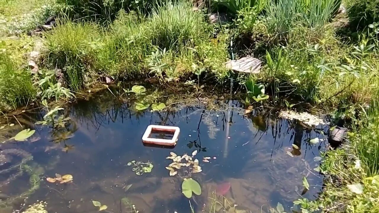 Как избавиться от водорослей в пруду. Нитчатка в пруду. очистка пруда от ряски.