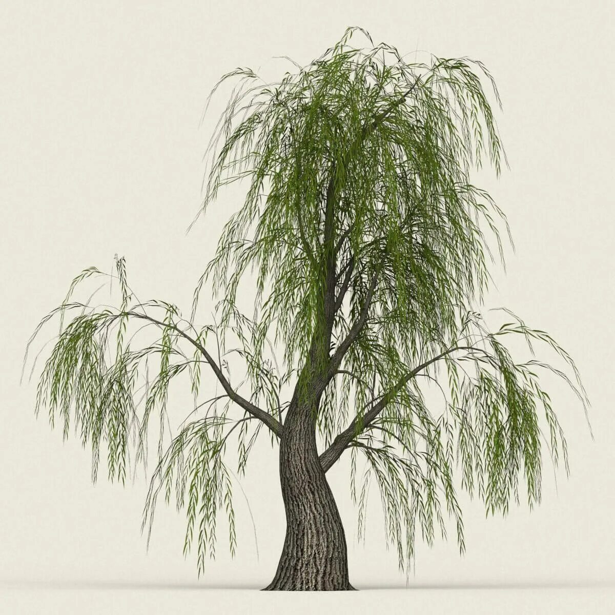 Деревья 7 м. Дерево Виллоу. Willow Tree аналог. Willow Tree 3d model. Cadmium Willow Tree.