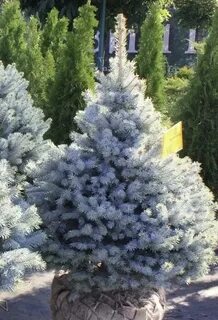 Ель супер блю сидлинг