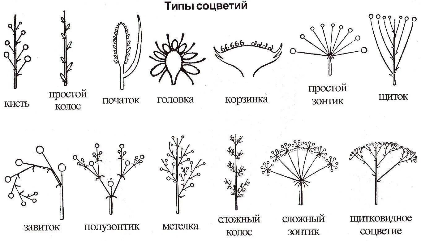 Какие соцветия могут быть только простыми. Соцветия покрытосеменных растений. Щитковидная метелка соцветие. Схема типов соцветий. Схемы типов соцветий покрытосеменных растений.