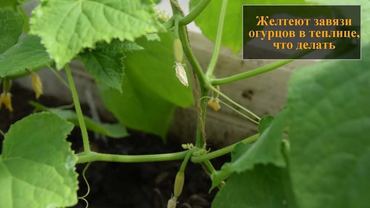 Завязи огурцов в теплице. Щавязьогурцов в темлице. Зеленцы огурцов желтеют. Огурцы сохнут завязи. Почему завязь на огурцах