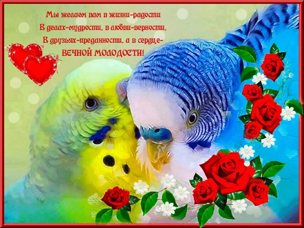 Пожелания. Пожелания всего хорошего в жизни. Счастья любви и взаимопонимания. Открытки с попугаями.