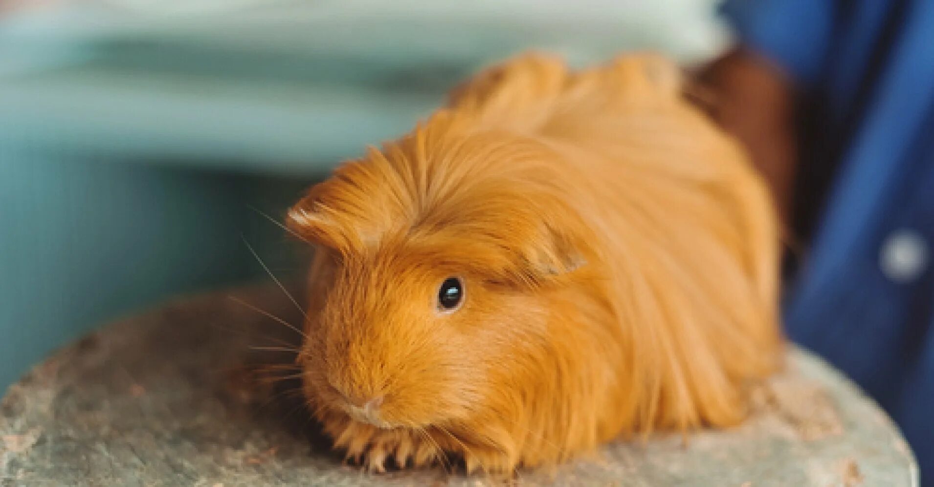 Морская свинка домашний питомец. Морская свинка cavia aperea. Морская свинка часто. Морская свинка калифорния. Морская свинка голландская.