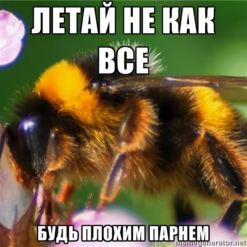 Почему шмель летает. По законам аэродинамики шмель. шмель не должен летать. пчела не может летать. шмель может летать.