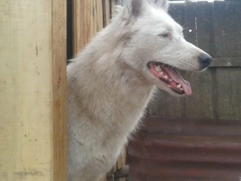 Глазов собаки. Потеряшки ашукино. Глазов собаки. Кинологи ижевск. Глазов собаки.