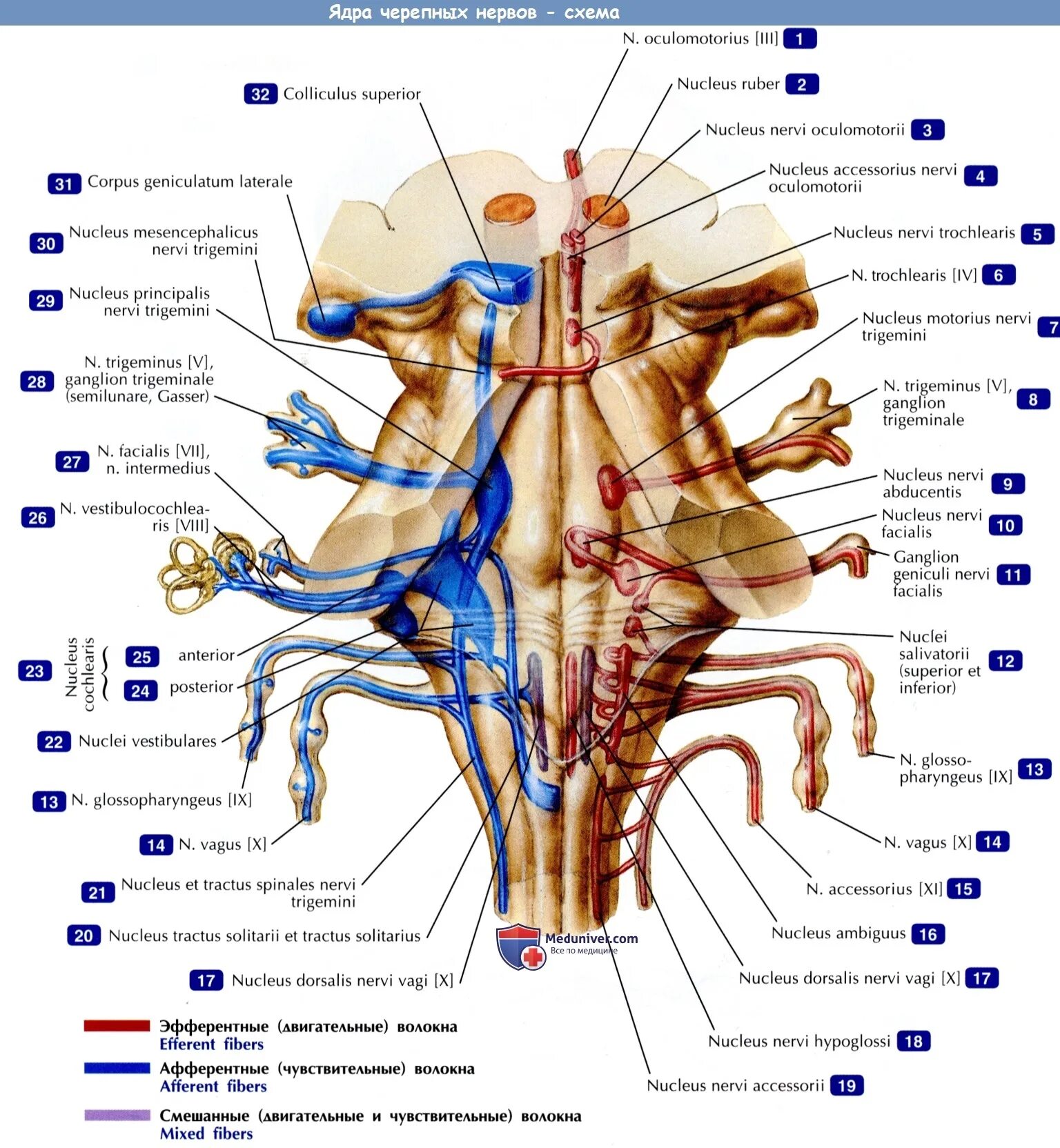 Ядра черепных нервов моста. Проекция ядер черепных нервов анатомия. Ствол мозга ядра черепных нервов. Ядра черепно мозговых нервов схема. Блуждающий нерв анатомия Неттер.