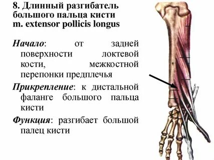 Короткий разгибатель большого пальца стопы латынь