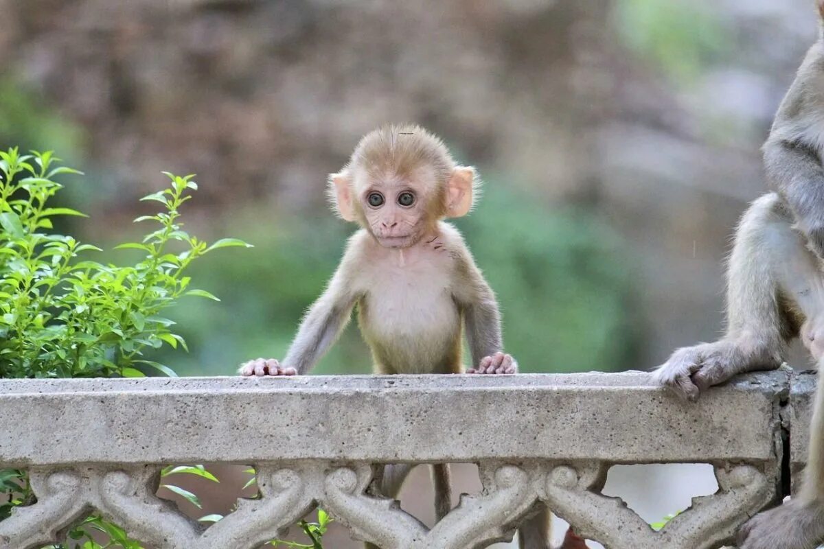 Обезьянка чичичи. Яванский макак малыш. Милые обезьянки. Маленькая обезьянка.