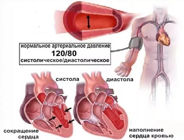 Гипотония почек. Сердце давление. Артериальная гипертензия сердце. Артериальное кровяное давление. Артериальное давление анатомия.