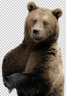 Медведь картинка без