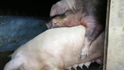 Песня хряк
