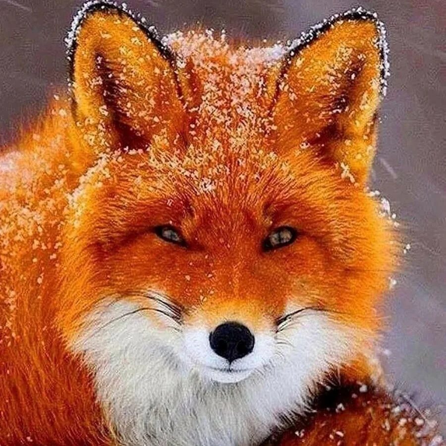 Рыжая fox. Лиса, Лисонька, Лисичка, Лисий. Красивая лиса. Хитрая лиса.