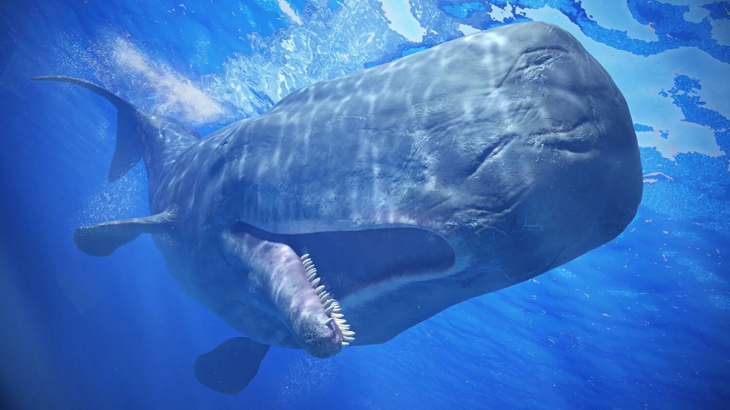 Легендарный кит. Китообразные Кашалот. Кашалот это зубатый кит. Кит Кашалот фото. Rfrfkjn.
