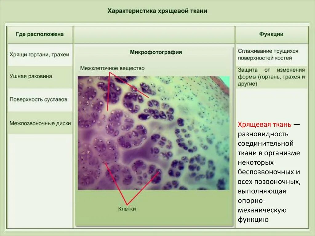 Соединительная ткань хрящ строение. Соединительная ткань хрящ строение и функции. Хрящевая соединительная ткань функции. Особенности строения соединительной ткани хрящ.