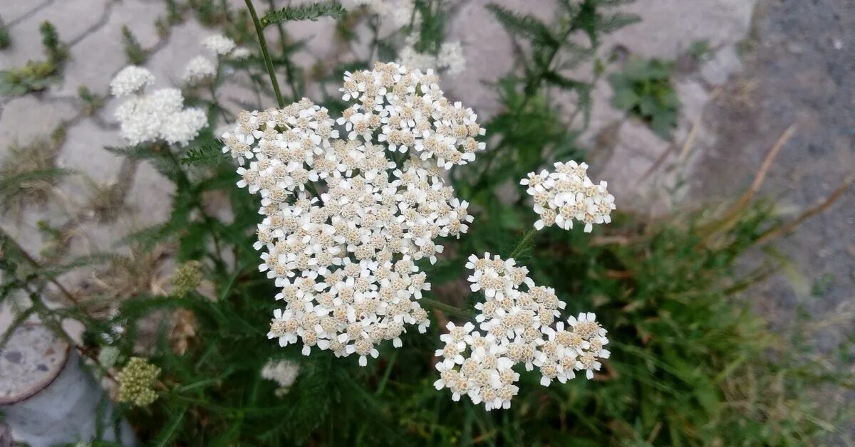 Цветы похожие на тысячелистник
