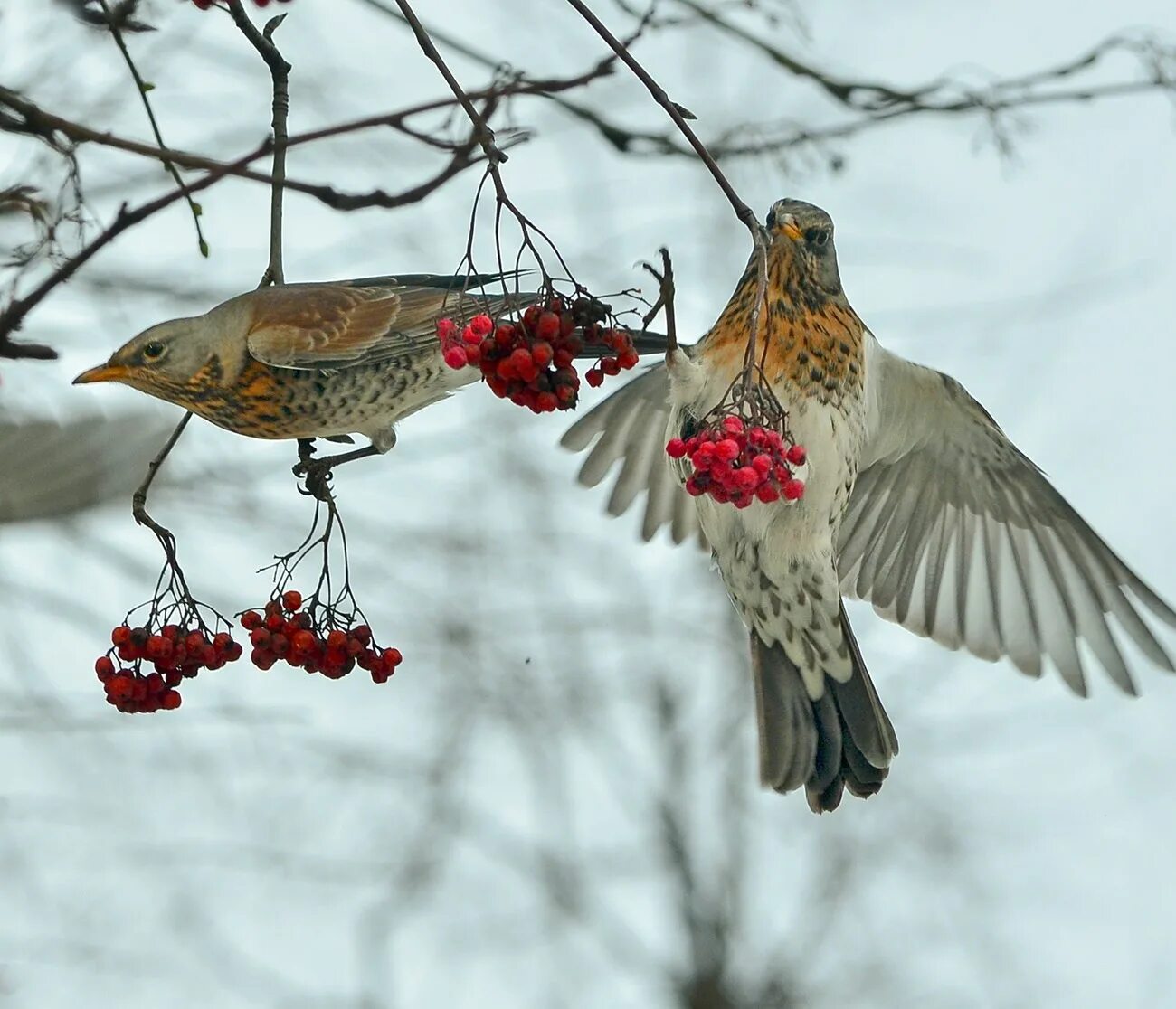 Сокол для ягодки. Дрозд-рябинник (turdus pilaris). Серый Дрозд рябинник. Дрозд рябинник самец. Дрозд рябина рябина рябинник.