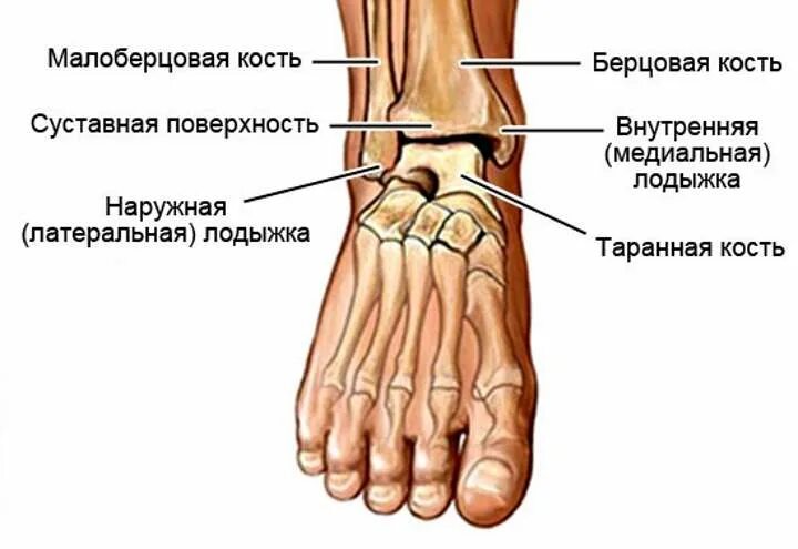 Наружная лодыжка голени. Латеральная лодыжка голеностопного сустава. латеральная лодыжка расположена. строение голеностопного сустава человека анатомия. строение ноги человека голеностоп лодыжка.