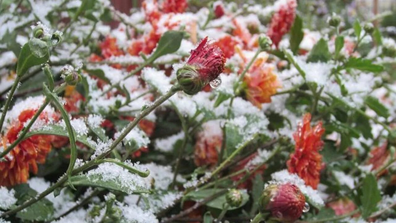 Ожидаются ли заморозки в ближайшее время. Заморозки. Первые заморозки. Летние заморозки. Розы на снегу.