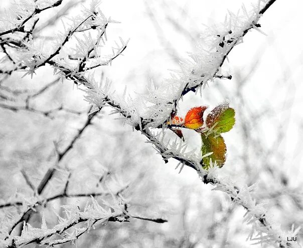 Все приходит и уходит снег сменяется. Уходит ноябрь впереди зима. А скоро зима уступит место осень. Конец осени впереди зима открытки. Ноябрь совсем уж морозный.