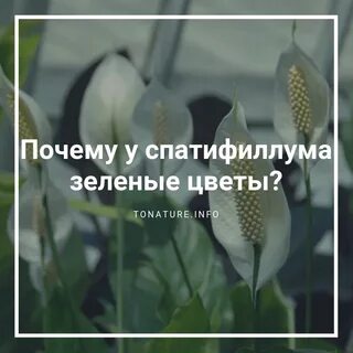 Почему зеленеют цветы