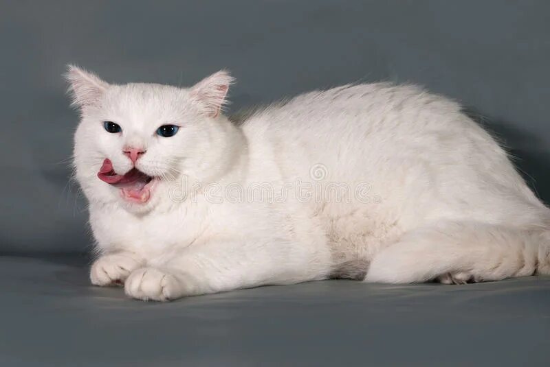 Толще белая. Беленький толстенький кот. Толстые коты бело серого цвета. Жирный белый. Взрослый пухлый белый кот.