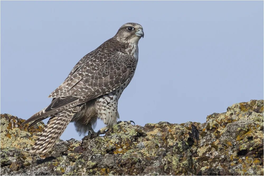Содержание сокола. Сокол пустельга. Домашний сокол пустельга. Ястреб пустельга сокол пустельга. Сокол как содержать.