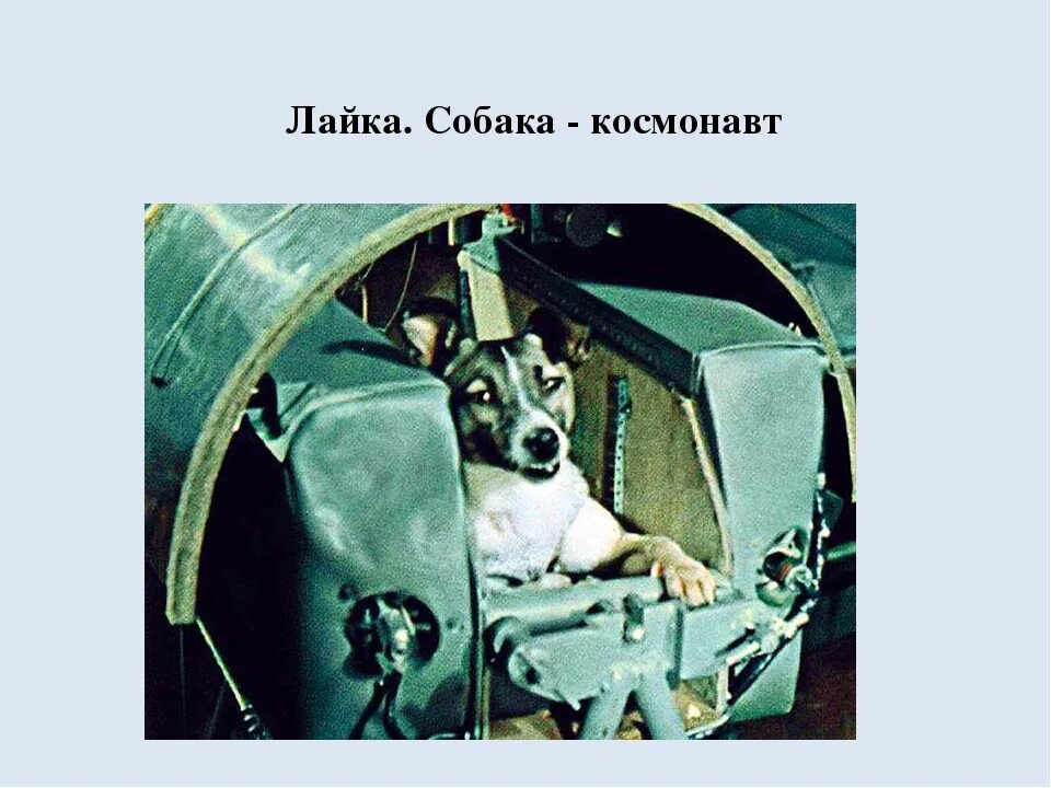 Самые первые собаки полетевшие в космос. Лайка первый космонавт. Собака лайка 1957. Первая собака космонавт лайка. Собака лайка в космосе.