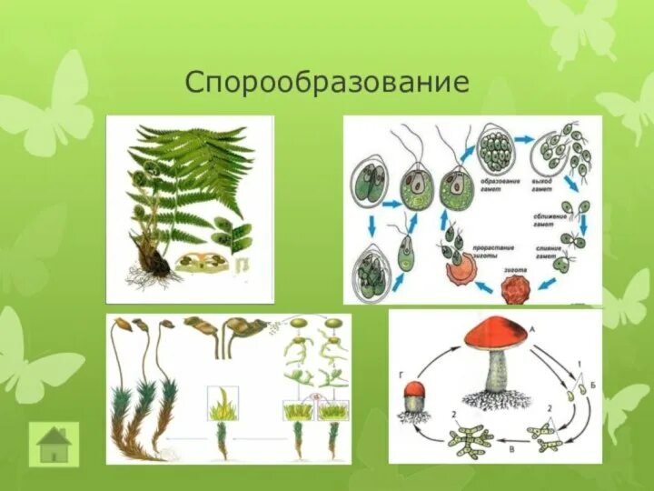 Вегетативное и спорообразование. Спорообразование у животных. Размножение живых организмов. Спорообразование и вегетативное размножение