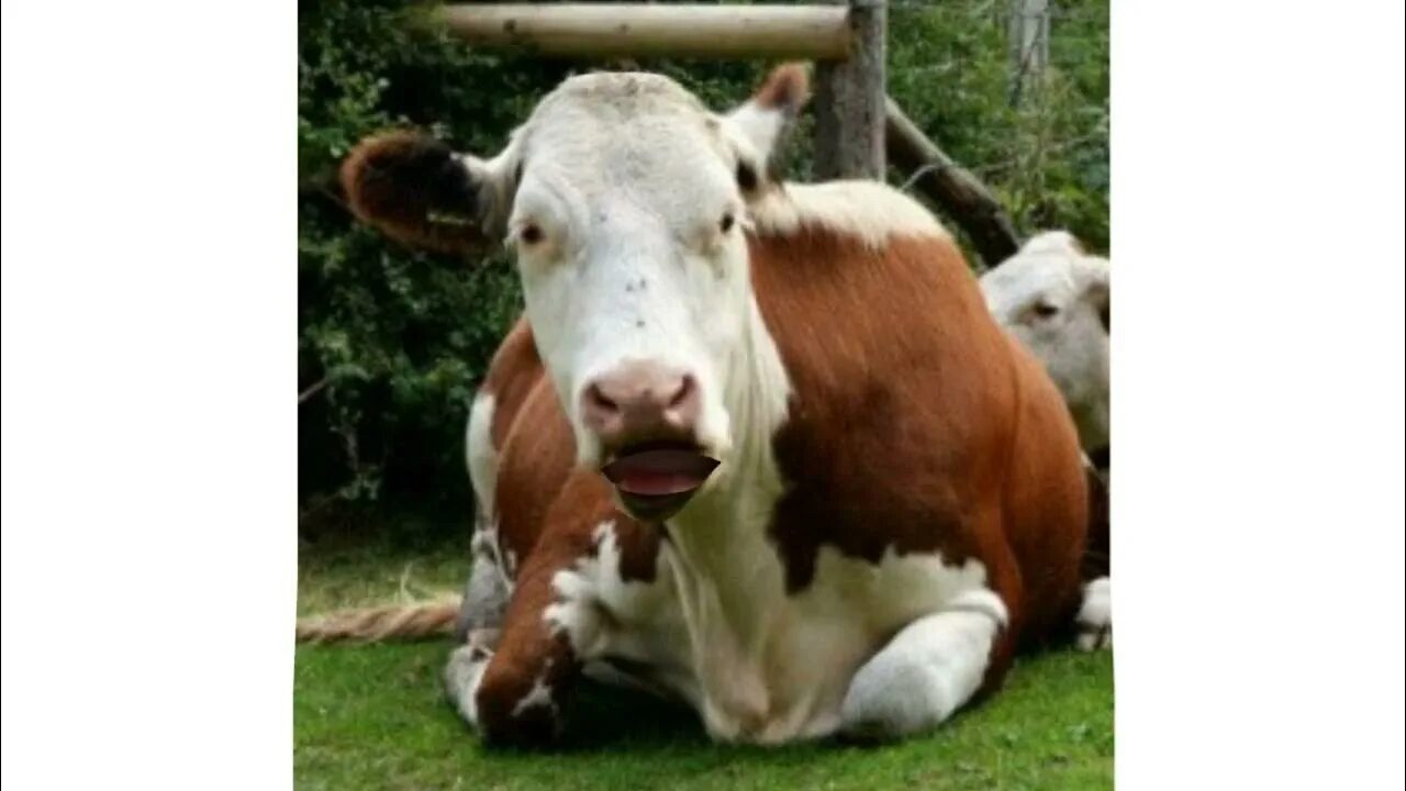 Красивая корова. Корова. Корова это раз. Beef sceme cow. Корова картинка.